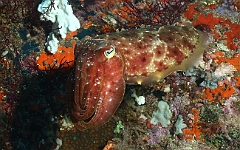 Raja Ampat 2016 - Sepia latimanus - Broadclub cuttlefish - Seiche - IMG_4589_rc